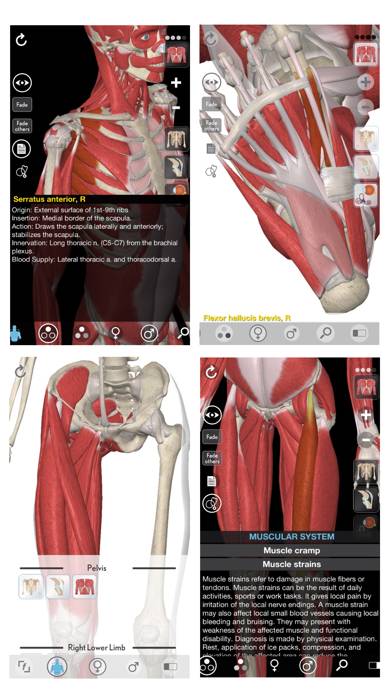 3D Organon Anatomy - Muscles, Skeleton, and Ligaments skärmdump