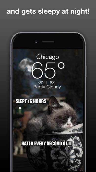 Grumpy Cat's Funny Weather App skärmdump