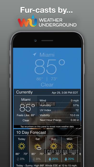 Grumpy Cat's Funny Weather App skärmdump