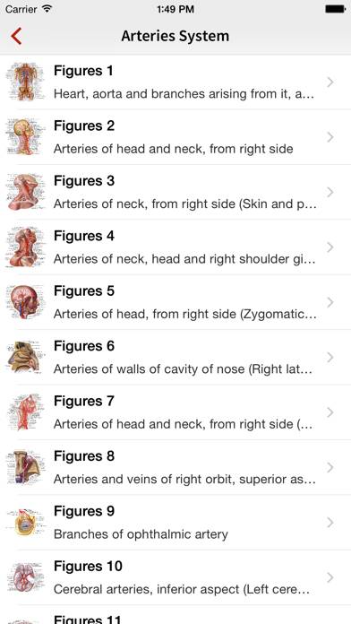 Human Anatomy Position App screenshot #4