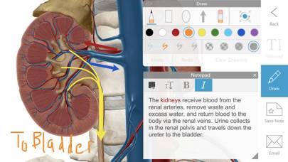 Human Anatomy Atlas 2024 Uygulama ekran görüntüsü #4