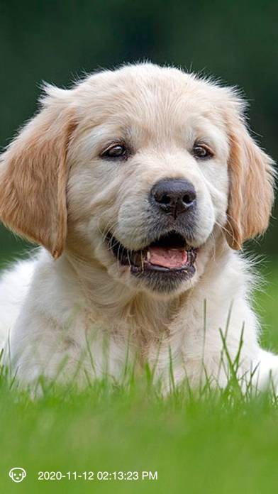 Motion Detector Camera Capture d'écran de l'application