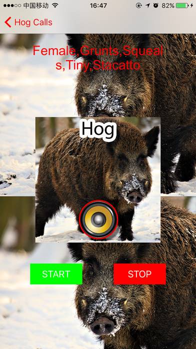 Real Hog Hunting Calls & Sounds App screenshot #1