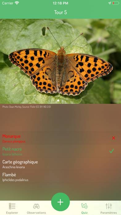 Mariposas de Europa Captura de pantalla de la aplicación #5