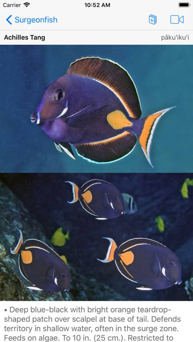 Snorkel Fish Hawaii for iPhone App screenshot #2