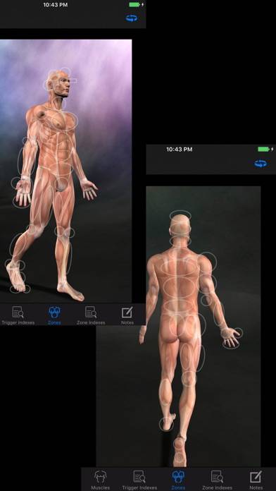 Muscle Trigger Points: Guide & Reference Captura de pantalla de la aplicación #3