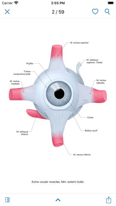 Ocular Anatomy Atlas Bildschirmfoto