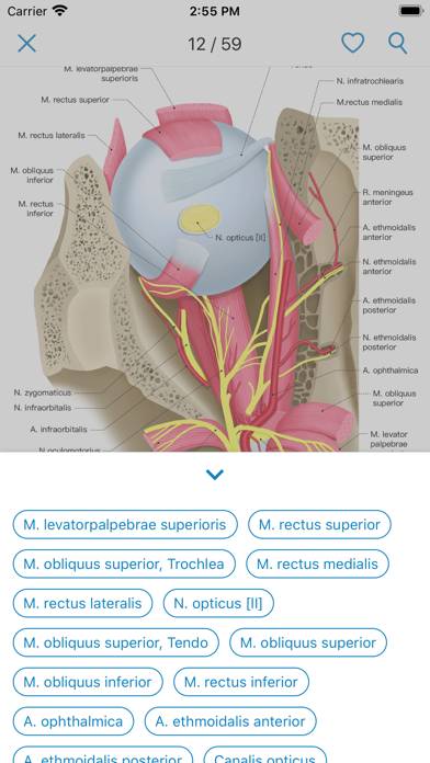 Ocular Anatomy Atlas App-Screenshot #4