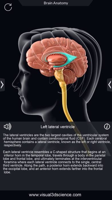 My Brain Anatomy App screenshot