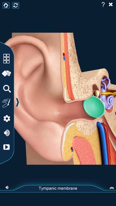 My Ear Anatomy App screenshot #1