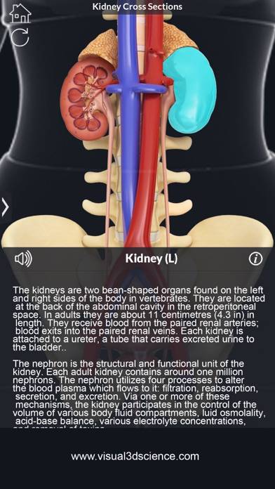 My Kidney Anatomy App screenshot #2