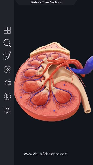 My Kidney Anatomy App screenshot #3
