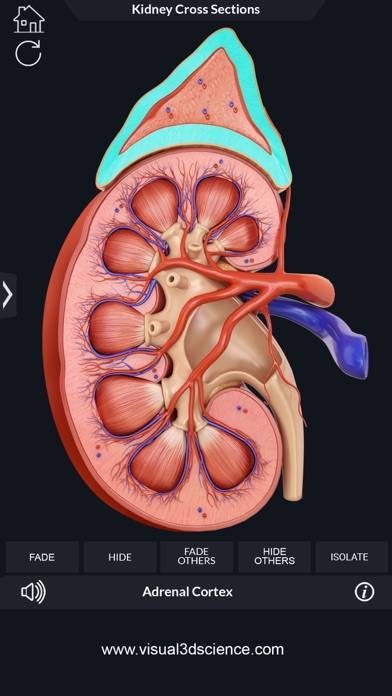 My Kidney Anatomy App screenshot #5