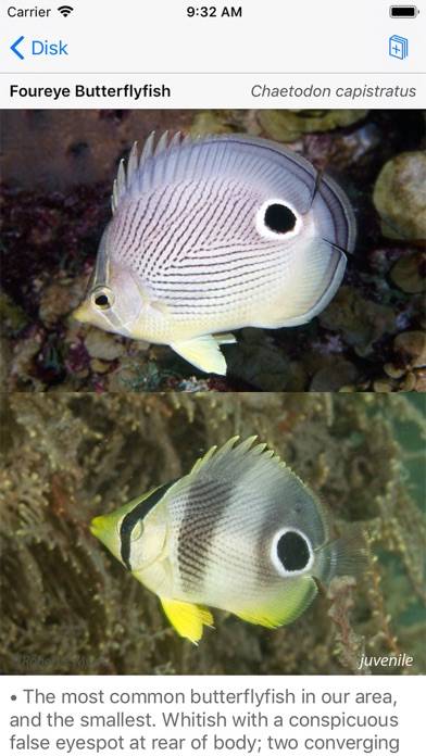 Easy Fish ID Caribbean Bildschirmfoto