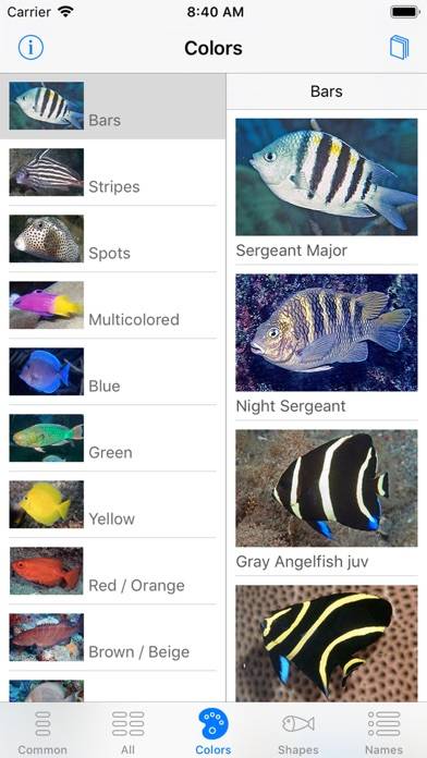 Easy Fish ID Caribbean App screenshot #5
