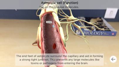 Brainapse App screenshot