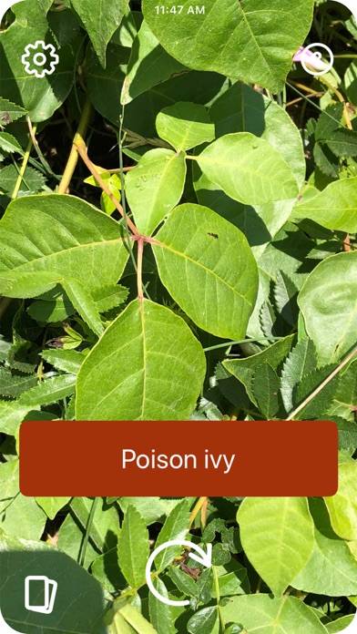 Poison Ivy App screenshot #1