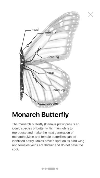 Butterfly Story App screenshot #4