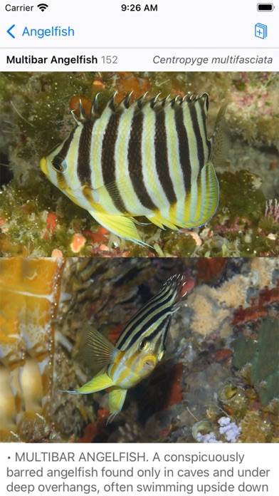 Solomon Islands Fish ID Capture d'écran de l'application