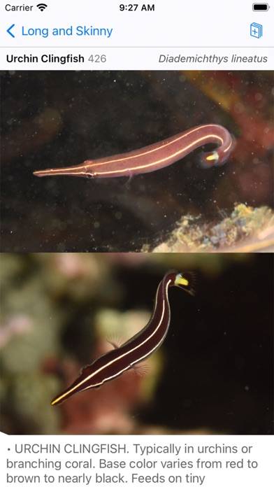 Solomon Islands Fish ID Capture d'écran de l'application