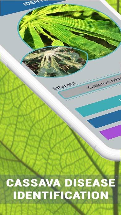 Cassava Plant Disease Identify App screenshot #1