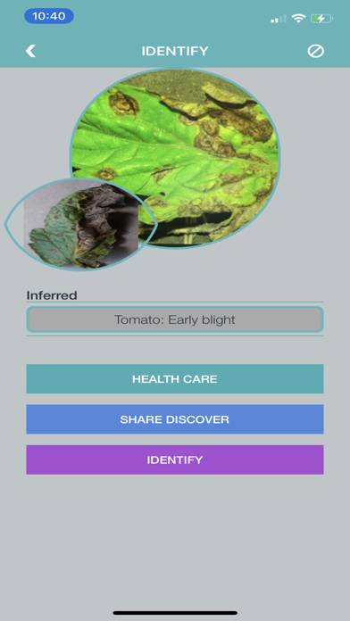 Tomato Diseases Identification Captura de pantalla de la aplicación #3