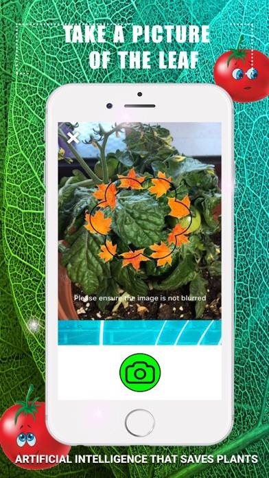 Identify Tomato Plant Diseases Captura de pantalla de la aplicación #2