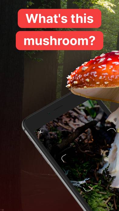Mushroom Identification! App screenshot #1