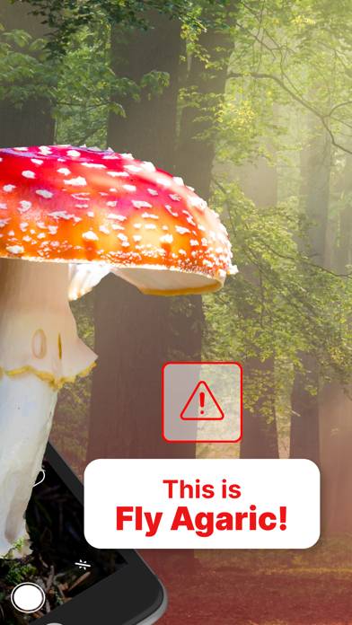 Mushroom Identification! App skärmdump #2