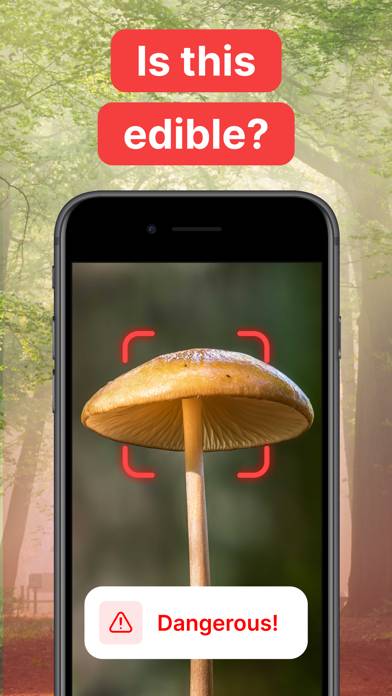 Mushroom Identification! App skärmdump #3