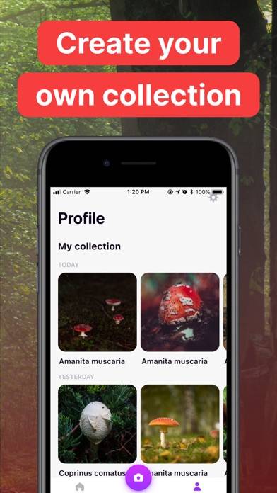 Mushroom Identification! App skärmdump #5