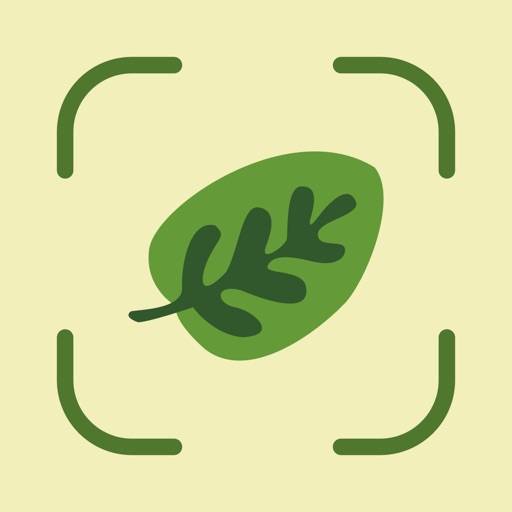 Download Leaf Identification App [Updated Aug 22] Best Apps for iOS