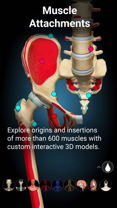 Anatomy Learning Schermata dell'app #5