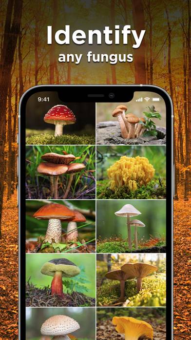 Mushroom ID: Fungus Identifier App skärmdump #2