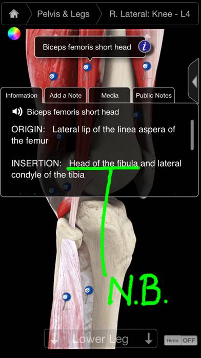 Muscle System Pro III Schermata dell'app #2