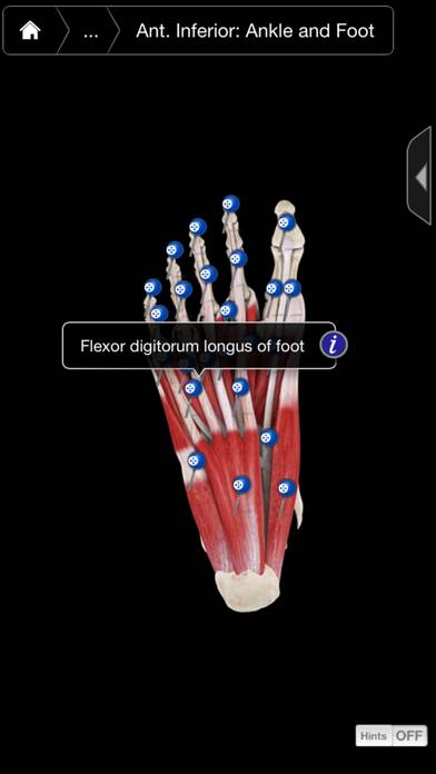 Muscle System Pro III Schermata dell'app #3