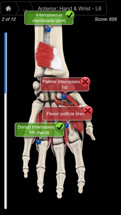 Muscle System Pro III Schermata dell'app #5