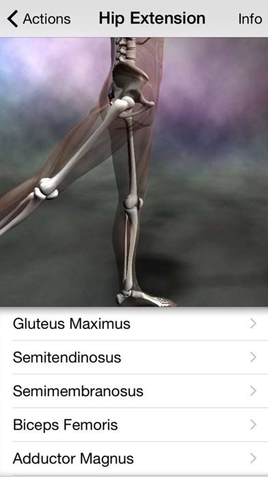 Learn Muscles: Anatomy Captura de pantalla de la aplicación #3