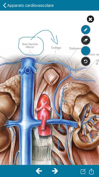 Atlante di Anatomia Schermata dell'app #2