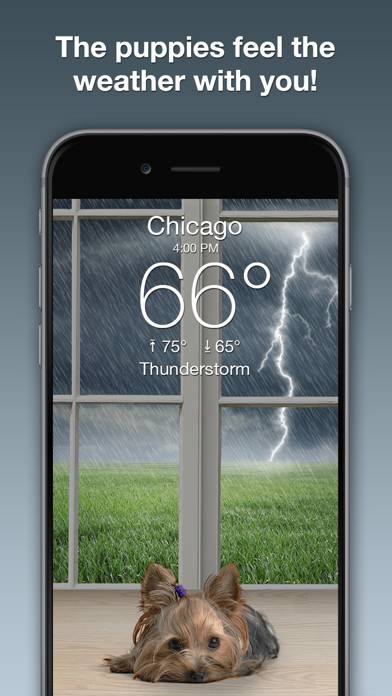 Weather Puppy Forecast plus Radar App screenshot #2