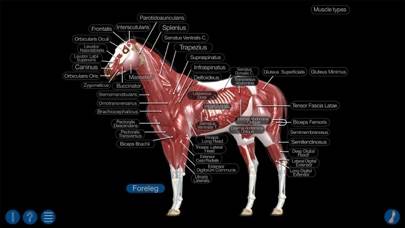 Horse Anatomy: Equine 3D Captura de pantalla de la aplicación #3