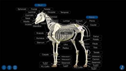 Horse Anatomy: Equine 3D Captura de pantalla de la aplicación #4