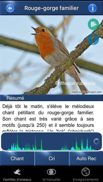 Chants d’oiseaux automatique Capture d'écran de l'application