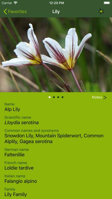 AlpineFlower Finder – Europe Capture d'écran de l'application #5