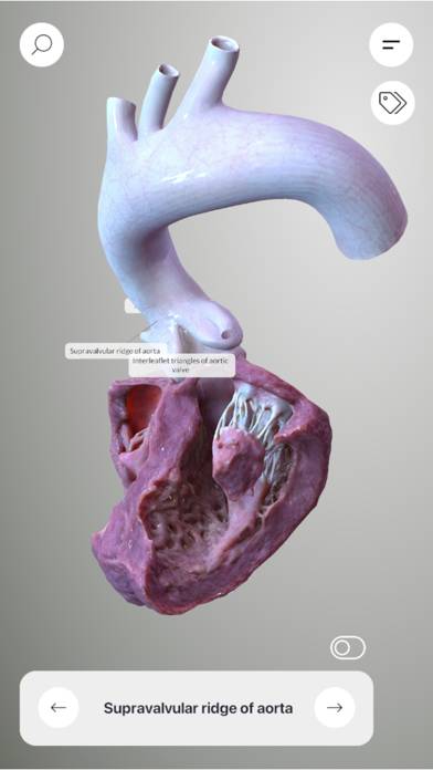 3D Heart Anatomy Schermata dell'app #1