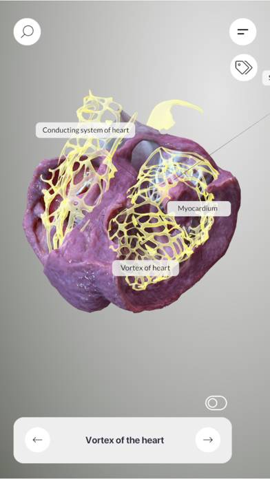 3D Heart Anatomy Captura de pantalla de la aplicación #3
