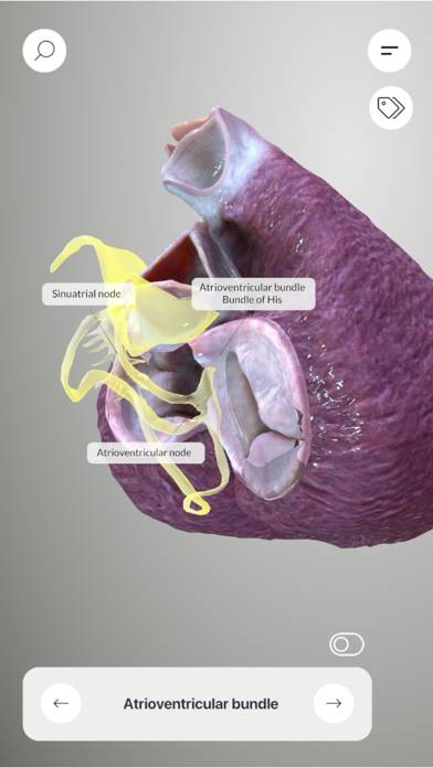 3D Heart Anatomy Captura de pantalla de la aplicación #4