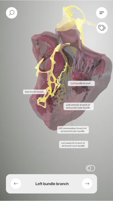 3D Heart Anatomy Schermata dell'app #6
