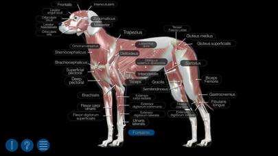Dog Anatomy: Canine 3D Captura de pantalla de la aplicación #2