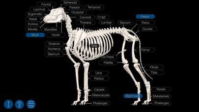 Dog Anatomy: Canine 3D Schermata dell'app #3